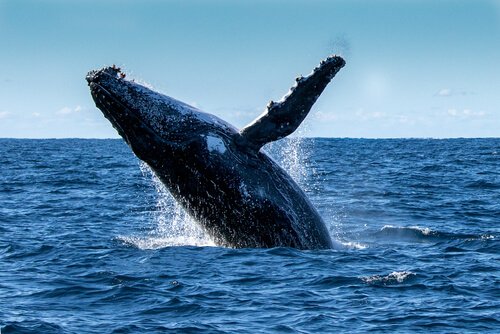 A história da baleia-jubarte que salva a vida de uma mergulhadora