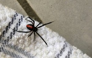Por que você nunca deve matar uma aranha em sua casa