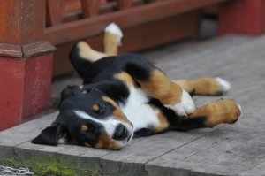 Ciclo de maturidade sexual e reprodução dos cães