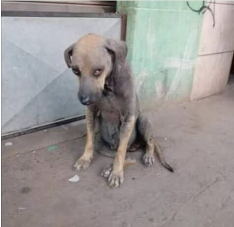 Cão de rua precisando de resgate
