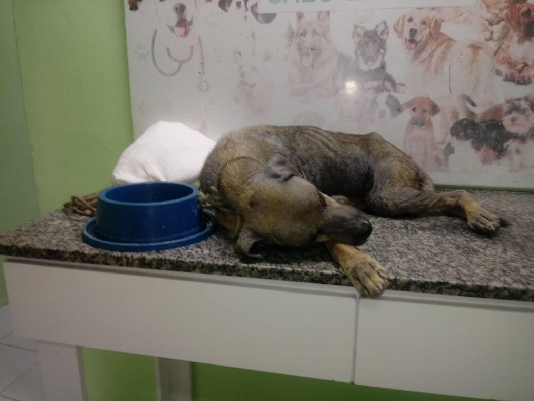 Cão de rua na clínica veterinária