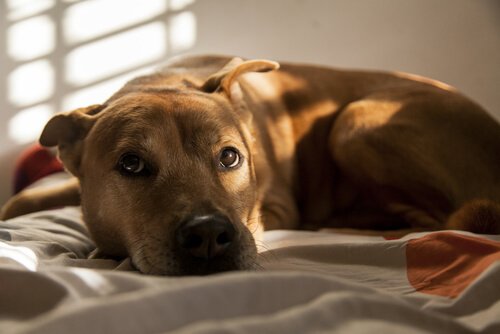 cão medroso