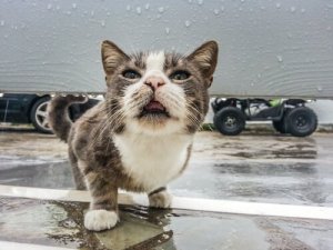 Conheça o órgão vomeronasal dos gatos