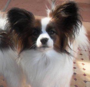 Papillon ou spaniel anão continental: saiba mais!