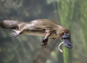 Hábitos curiosos do ornitorrinco