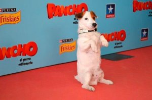 Homenagem aos cães mais famosos do cinema e da TV