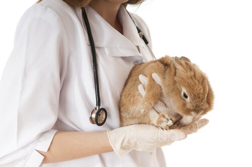 coelho e veterinária