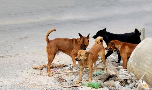 Cães de rua correm mais risco de infecção pelo parvovírus canino