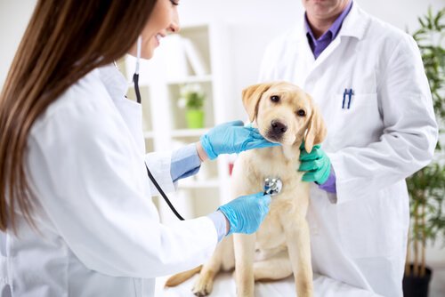 Cão no veterinário