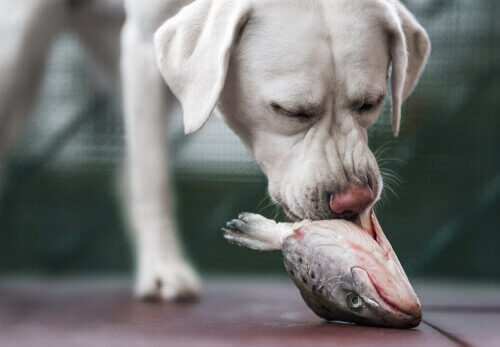 Cachorro comendo cabeça de peixe