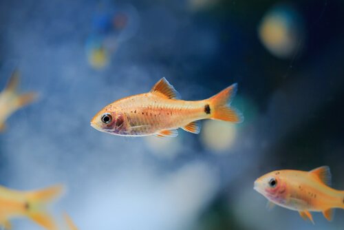 Peixes de aquário