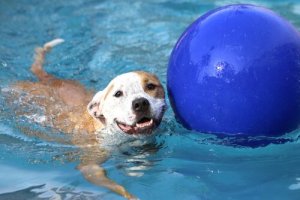 Uma piscina em casa e seus animais de estimação