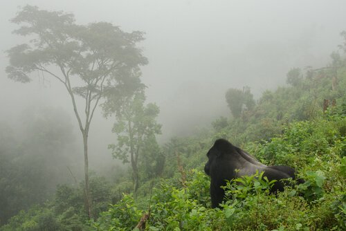 A população de gorilas de montanha atinge 1.000 exemplares
