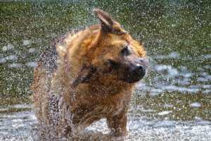 Por que seu cão se sacode?