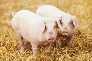 Tudo que você precisa saber sobre a criação saudável de porcos