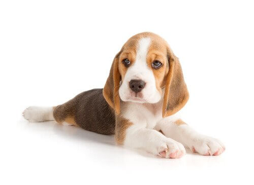 filhote de beagle