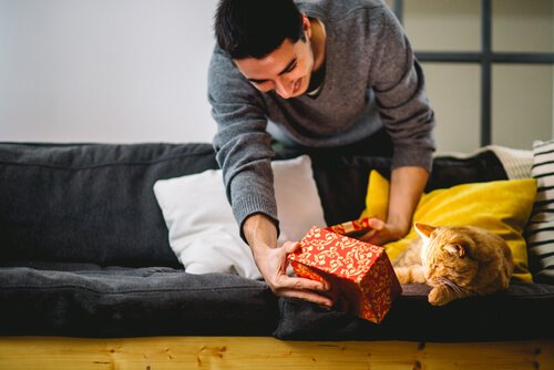 ensinar gato a dar a pata