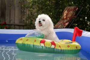 Aprenda a preparar o seu cão para o verão