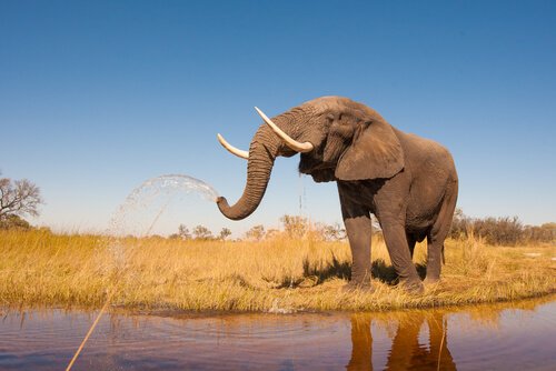 Elefante jorrando água com a tromba