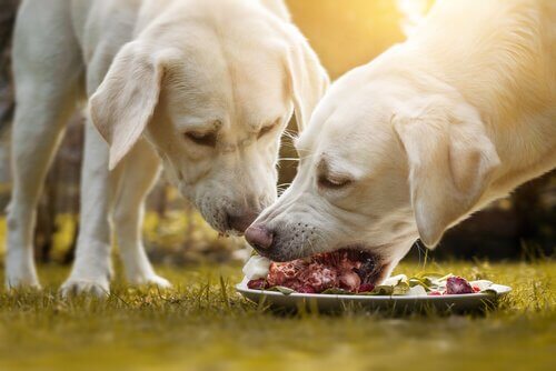 Descubra qual é a melhor carne para o seu cão - Meus Animais