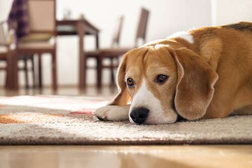 Quanto tempo um cachorro pode passar sozinho?