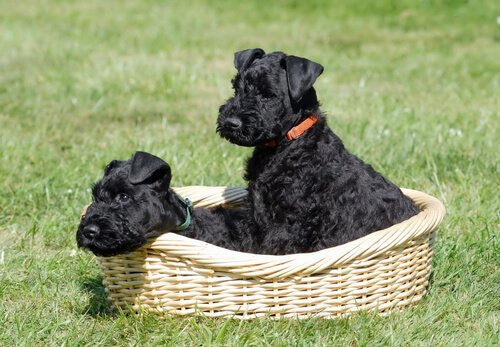 Kerry Blue Terrier
