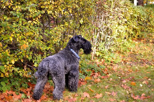 Kerry Blue Terrier