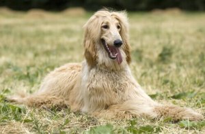 5 diferentes raças de galgos