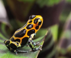 Cinco animais venenosos, mas que não parecem