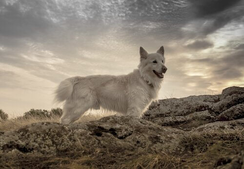 características da raça mudi