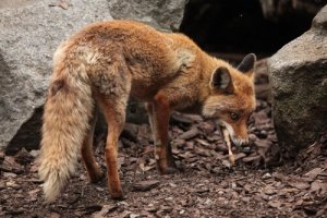 Raiva em animais selvagens