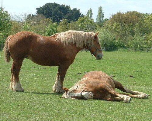 Cólica em cavalos: causas, sintomas e tratamento