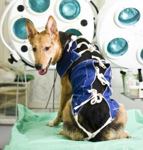 Reabilitação do seu animal de estimação: dicas
