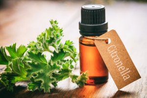 5 repelentes caseiros para evitar picadas de mosquitos