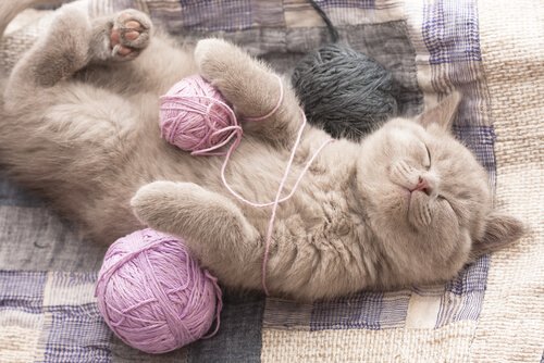 gato brincando com novelos de lã