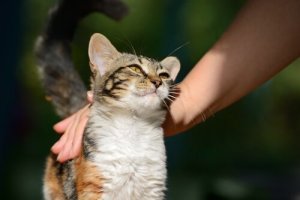 Tudo sobre o ronronar dos gatos