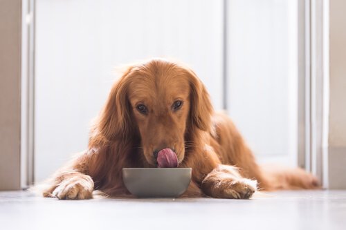 Rotinas que não podem faltar na vida do seu cão
