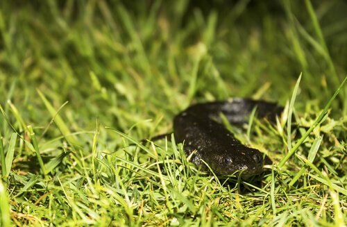 Salamandra de costelas salientes