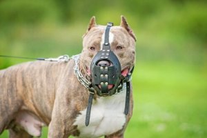 Você deveria fazer um seguro para o seu cão?