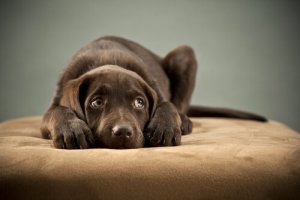 Aprenda a detectar os sintomas do parvovírus canino