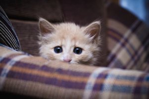 É necessário socializar gatos?