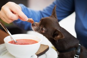 Você pode dar sopa para o seu cão?