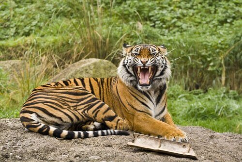 5 subespécies de tigres