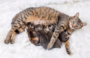 A importância do controle de natalidade em gatos