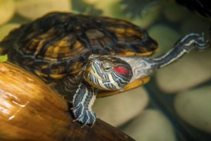 Por que ter uma tartaruga de água como animal de estimação é complicado?