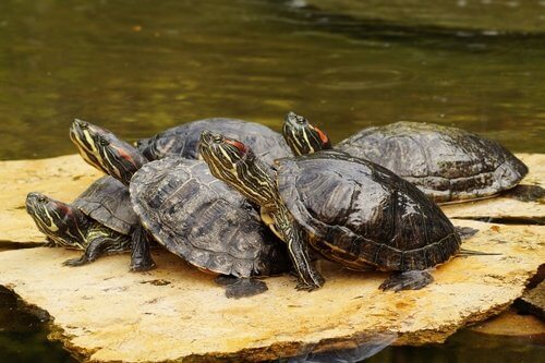 tartaruga de água como animal de estimação