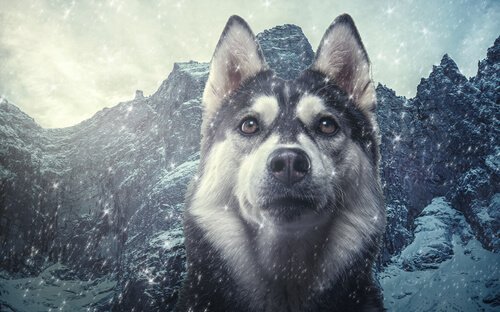 Taxonomia do cão doméstico