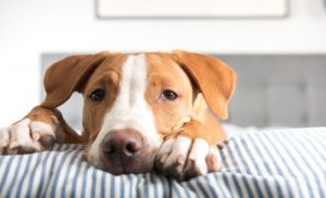 Terapia comportamental para cães