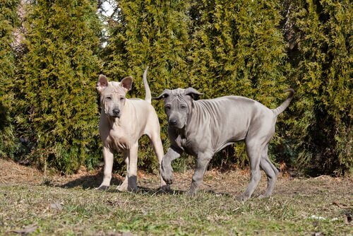 Thai ridgeback raça