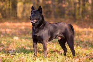 Thai ridgeback: um cão de crista